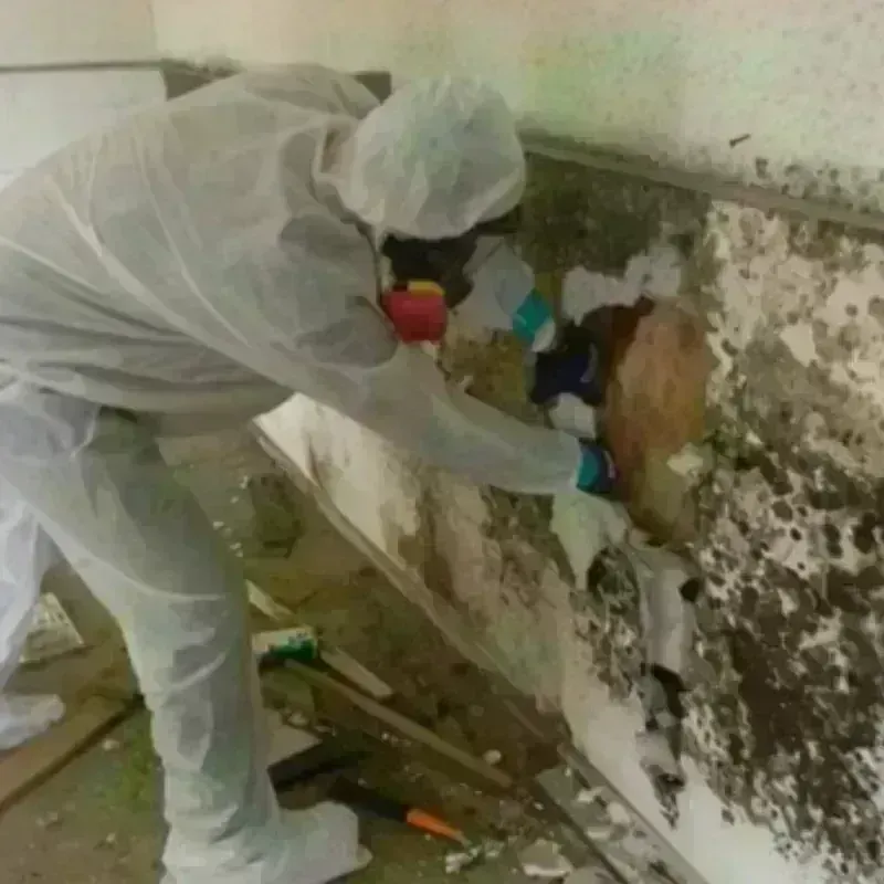 Mold Remediation and Removal in Luquillo Municipio, PR